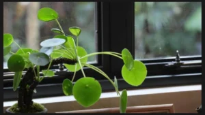 Best Direction to Keep Money Plant
