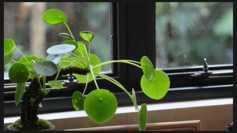 Best Direction to Keep a Money Plant at Home for Wealth and Good Fortune