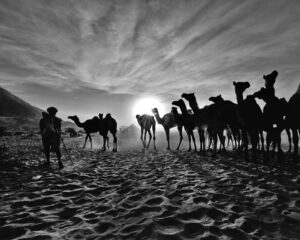 Camels silhouetted against the rising sun on the sand at Pushkar Camel Fair