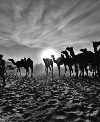 Camels silhouetted against the rising sun on the sand at Pushkar Camel Fair