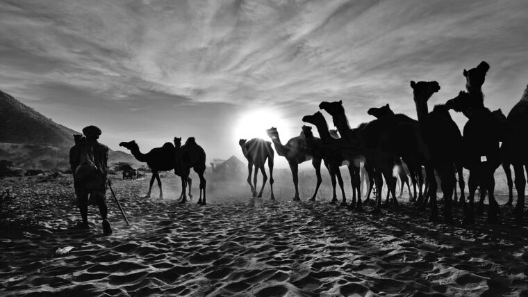 Camels silhouetted against the rising sun on the sand at Pushkar Camel Fair