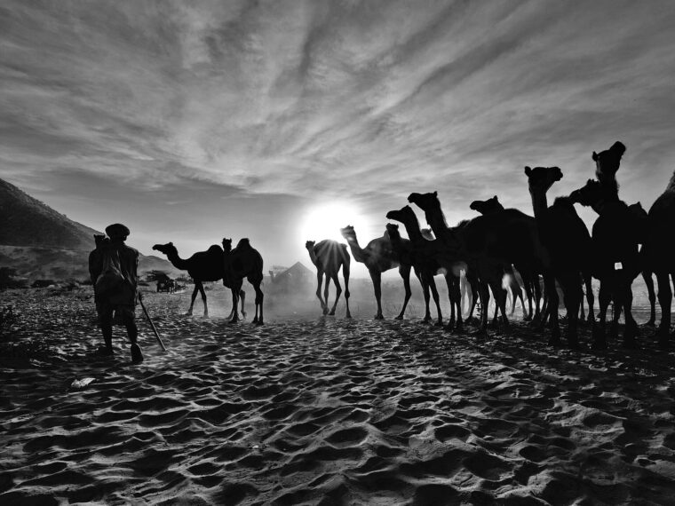 Camels silhouetted against the rising sun on the sand at Pushkar Camel Fair